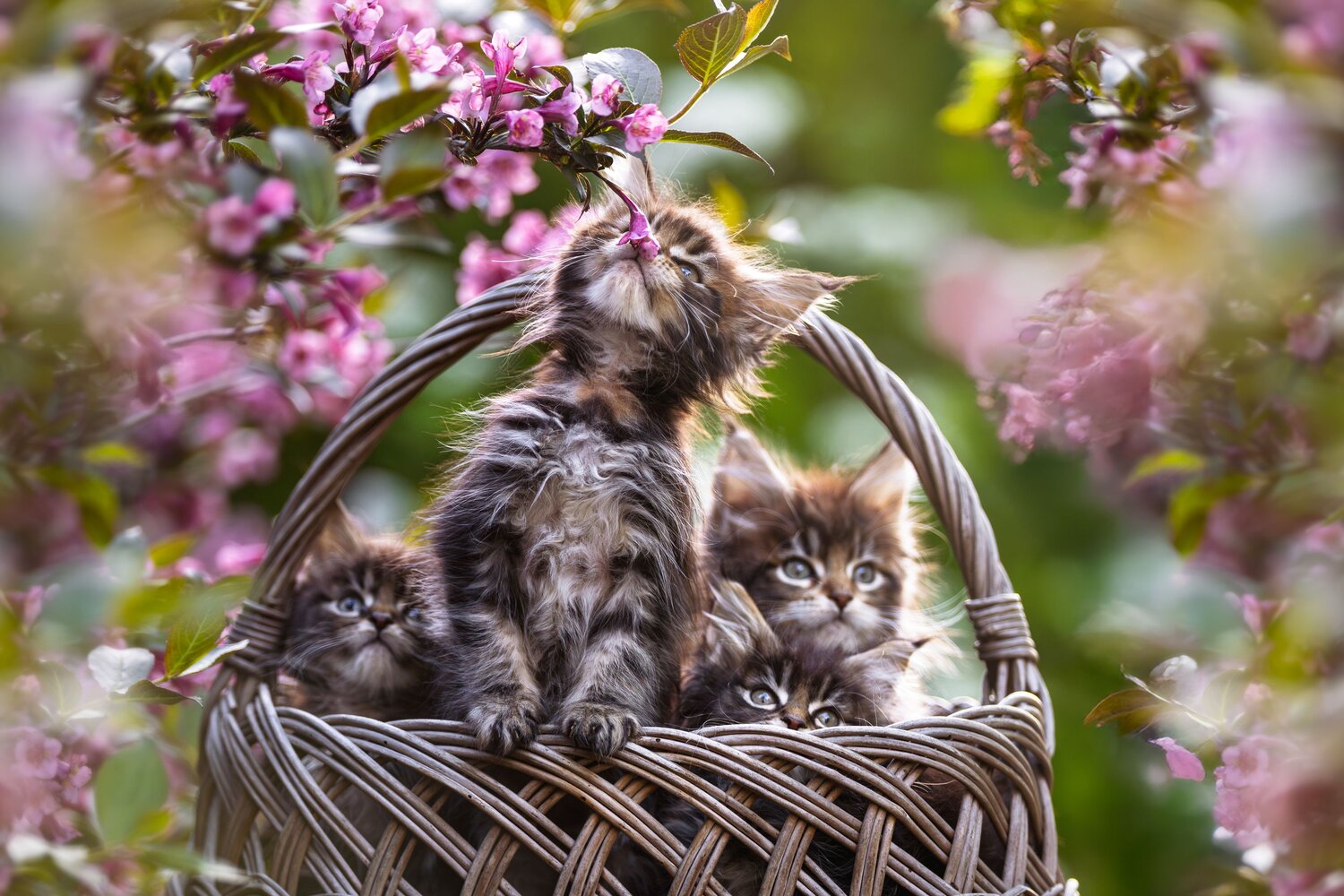 Photo #13579929