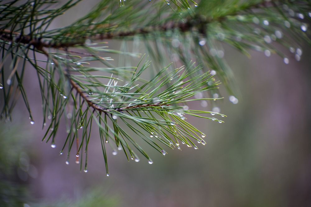 Photograph by Ирина