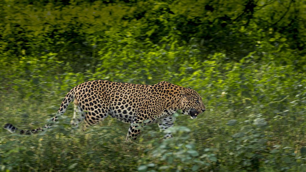 Grace in Motion