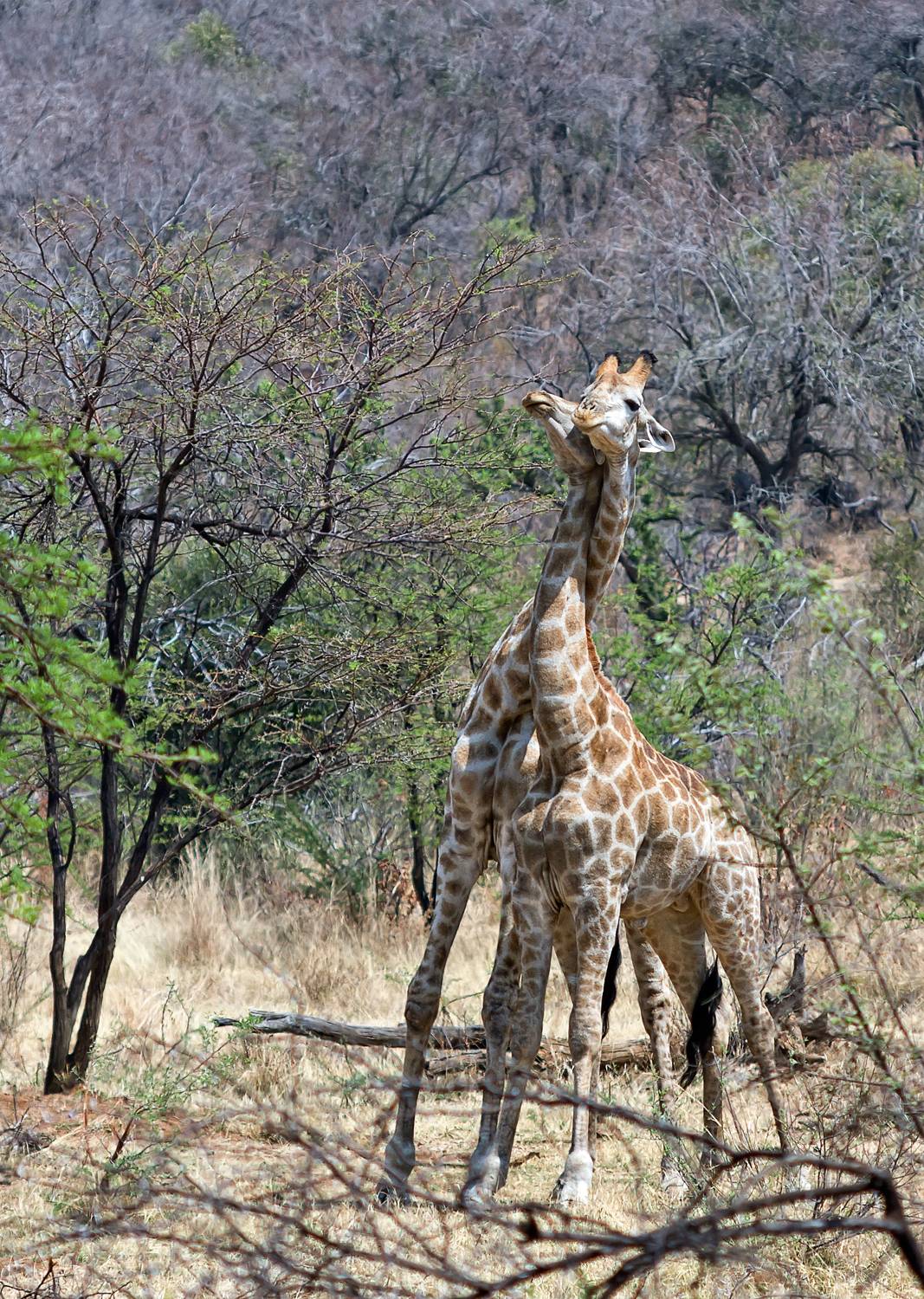 Once upon a time in Africa...