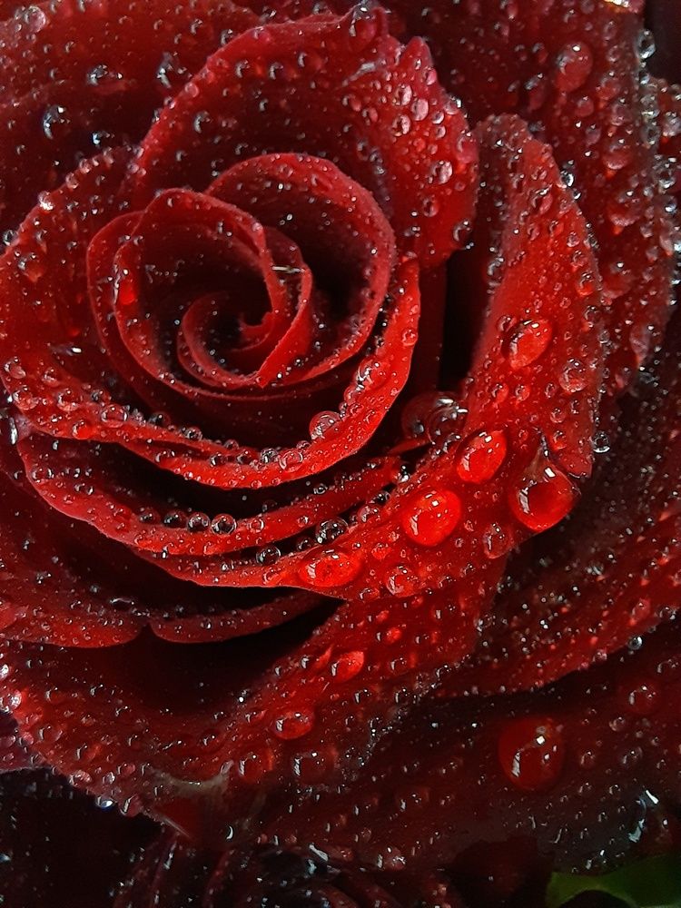 Photograph by Олеся Гамза
