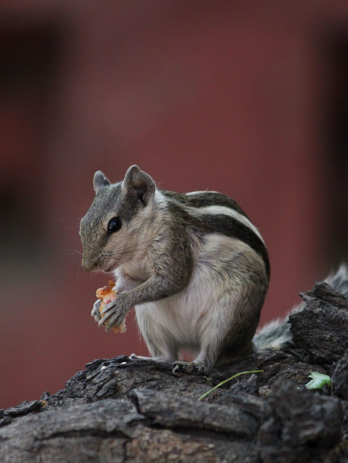 Photo #13580770