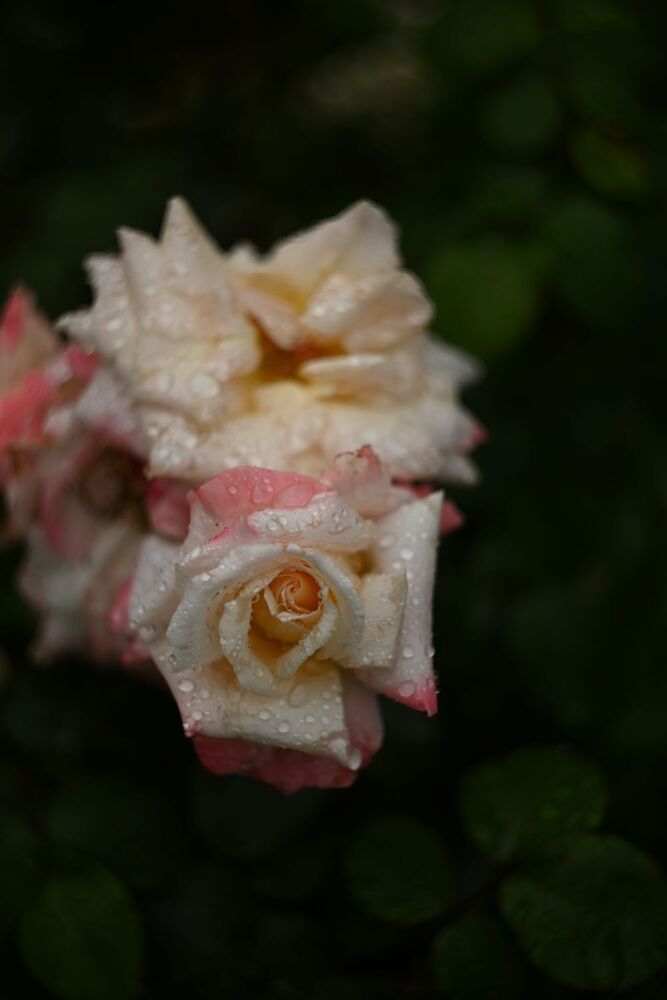 Photograph by Ксения