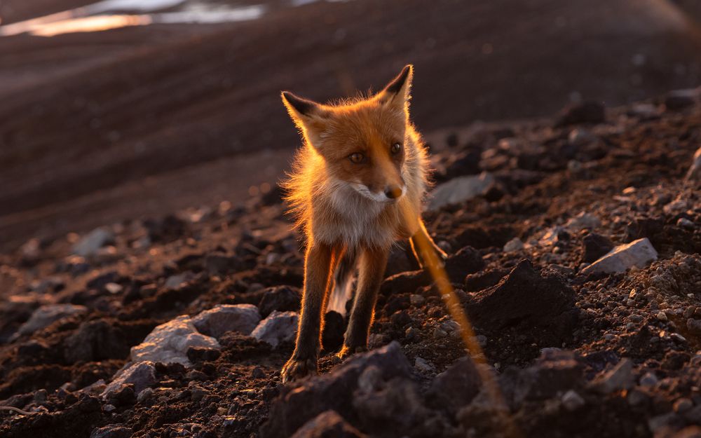 Photograph by Roman Vorobyev