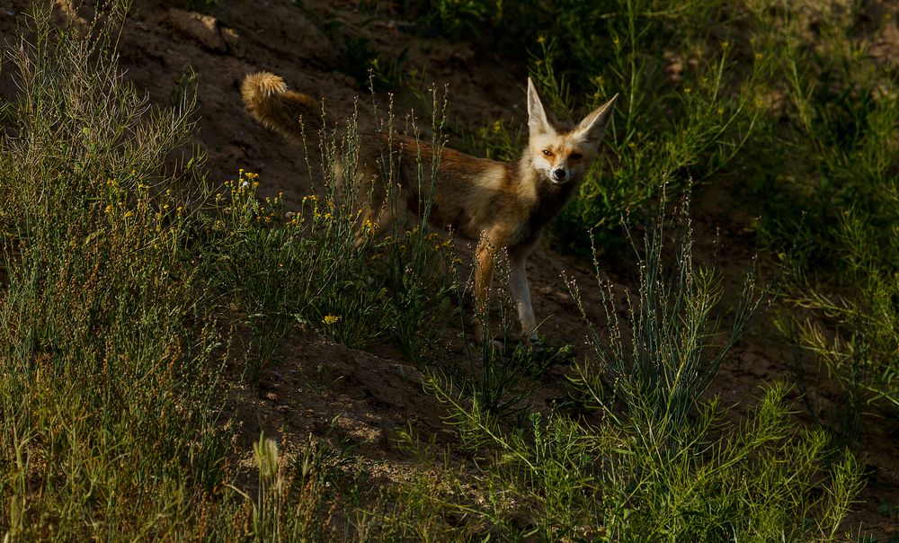 Photograph by Vinod Jacob