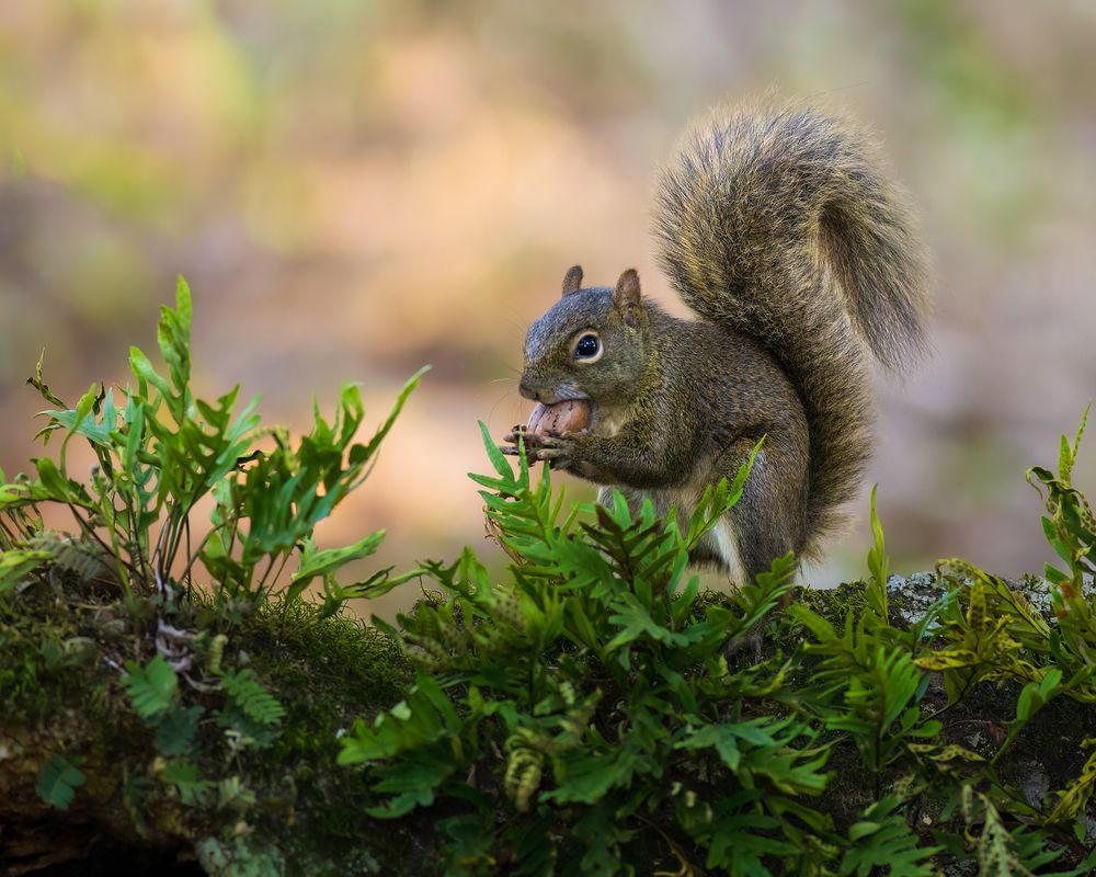 Photograph by Valdir Hobus