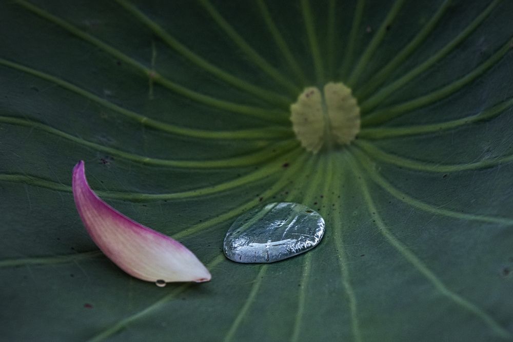 Photograph by Iwamoto Reina