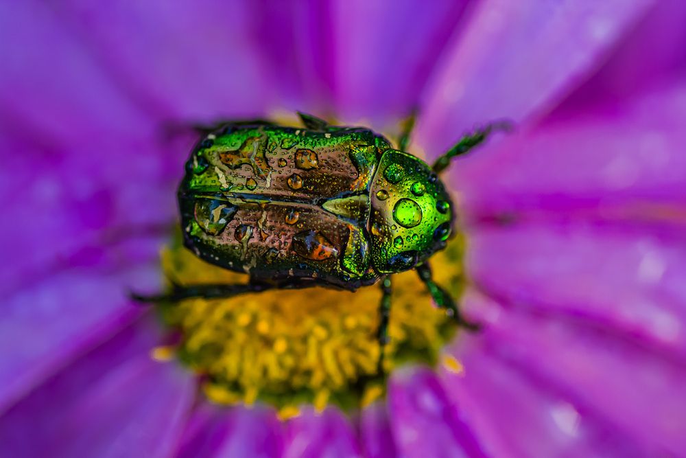 Photograph by Муза Латинская