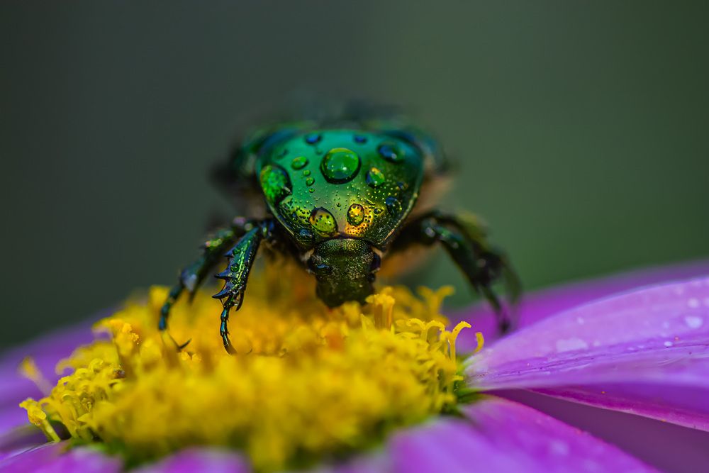 Photograph by Муза Латинская