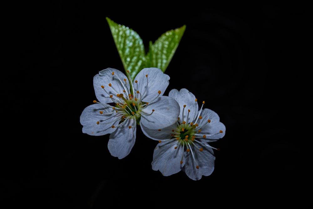 Photograph by сергей воробьёв