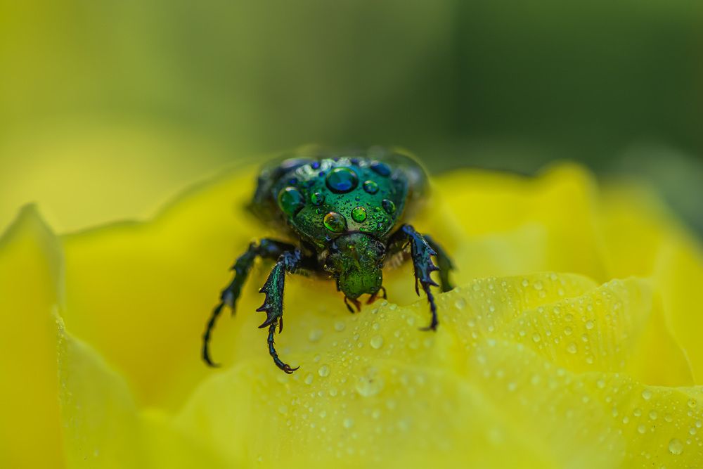 Photograph by Муза Латинская
