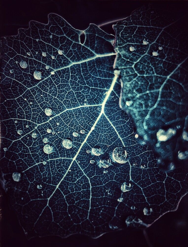 Photograph by Iuliia Akhulkova