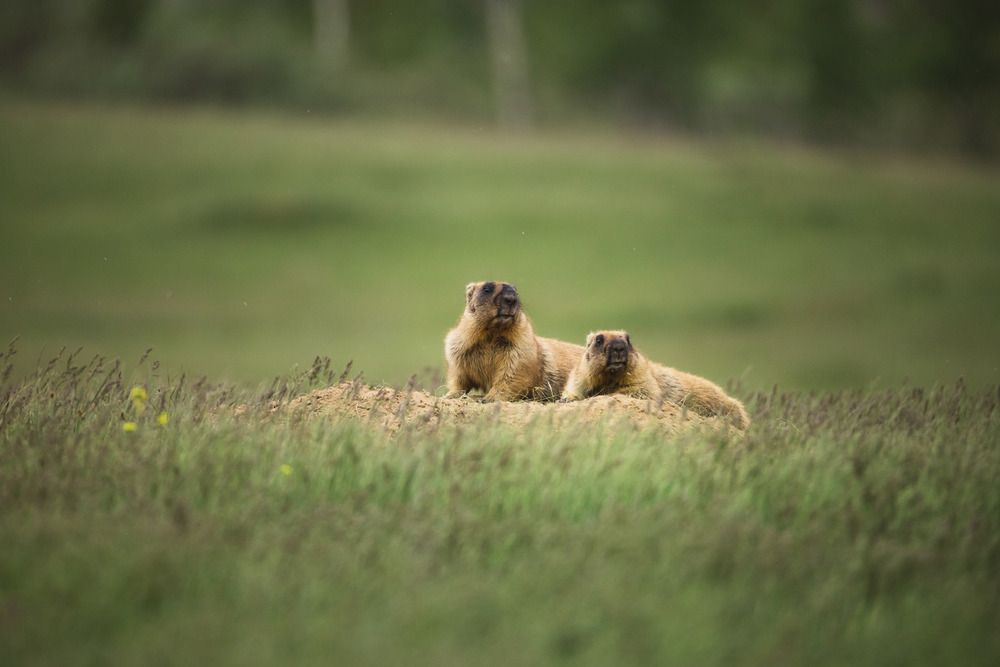 Photograph by Елена Неведицына