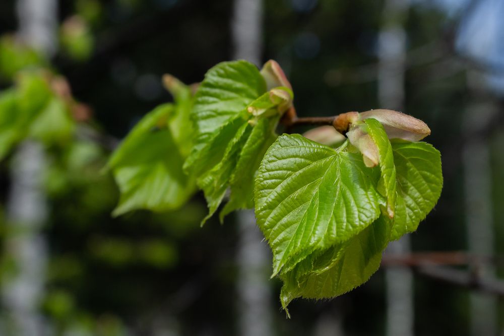 Photograph by Наталья Плотникова