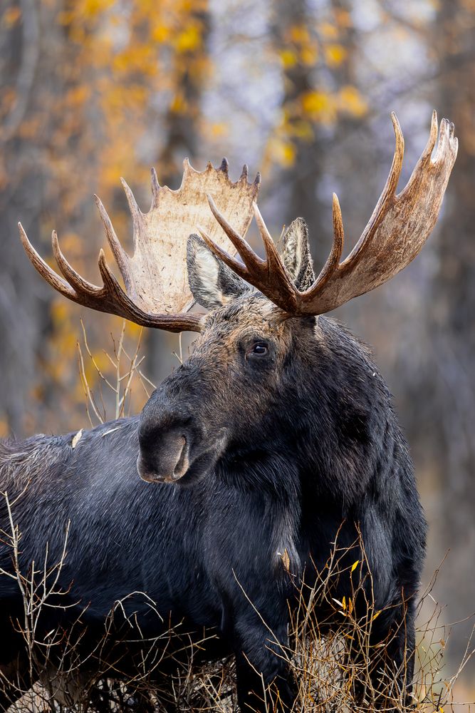 Majestic Moose in Fall