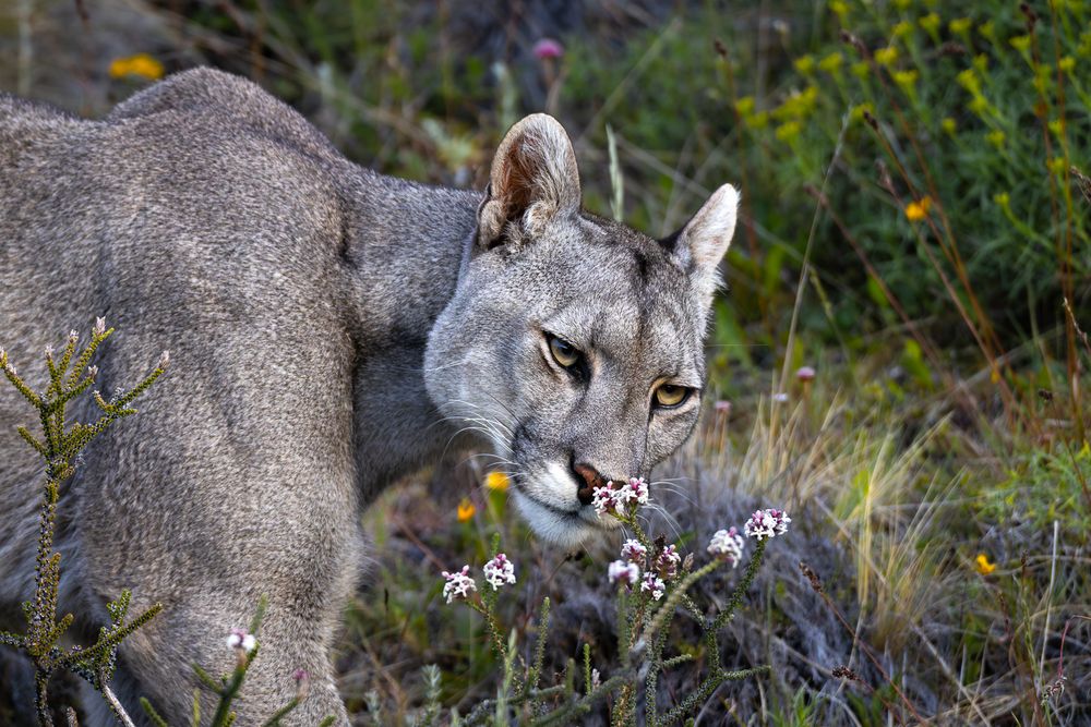 Stop and Smell the Flowers