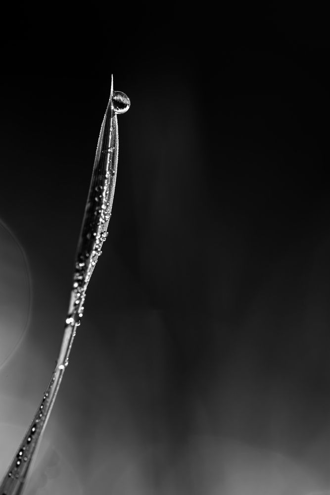 The Drop