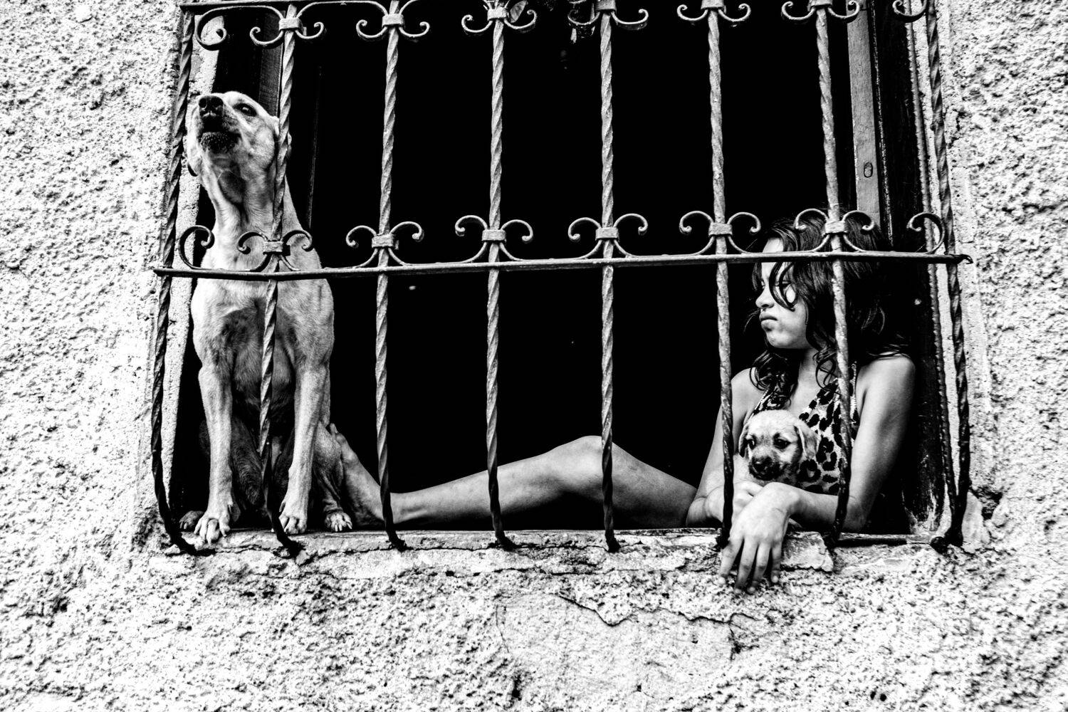 PATEA AL PERRO KICK THE DOG