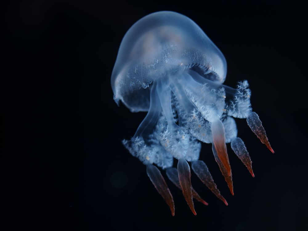Translucent Wonder
