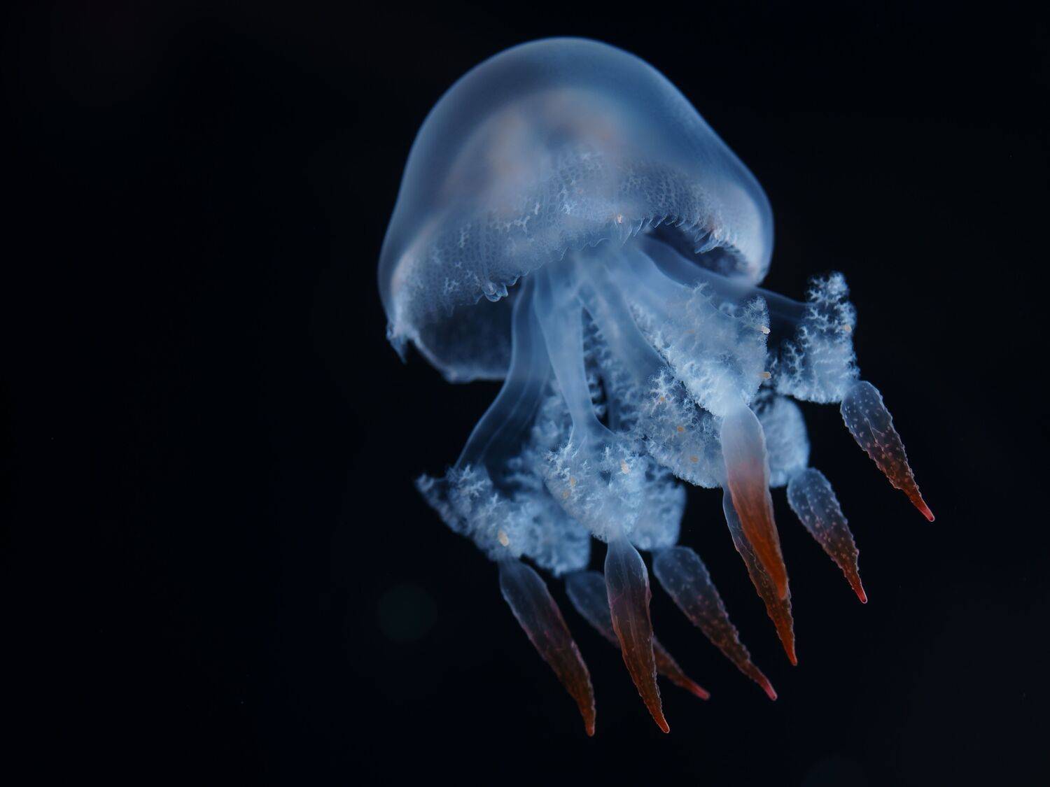 Translucent Wonder