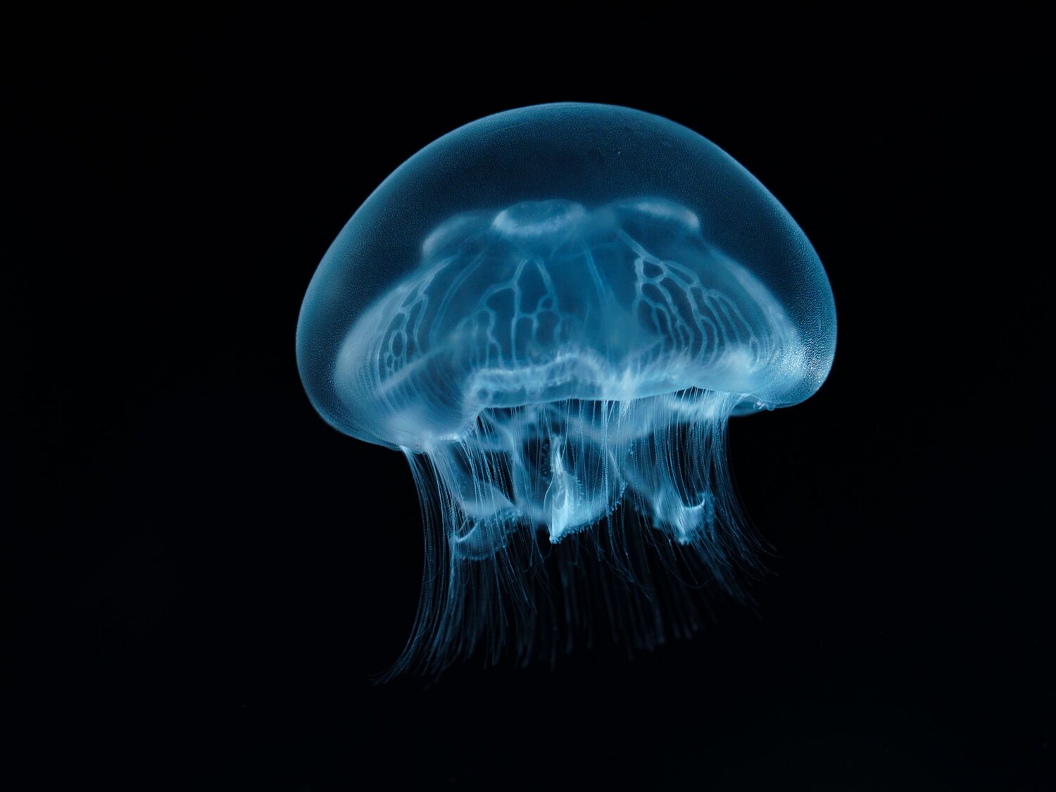 Translucent Wonder