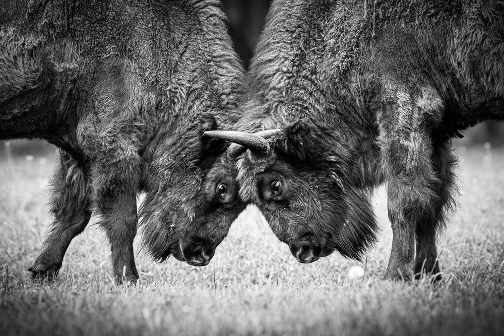 Photograph by Patryk Kurc