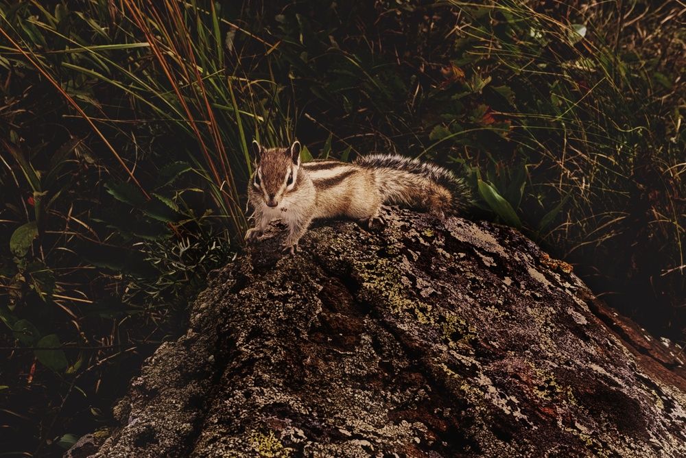 Photograph by Алена Марченко