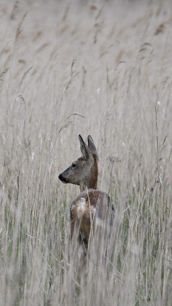 Photograph by Andrea Porro