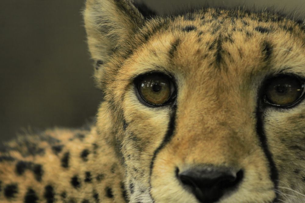 The Silent Gaze