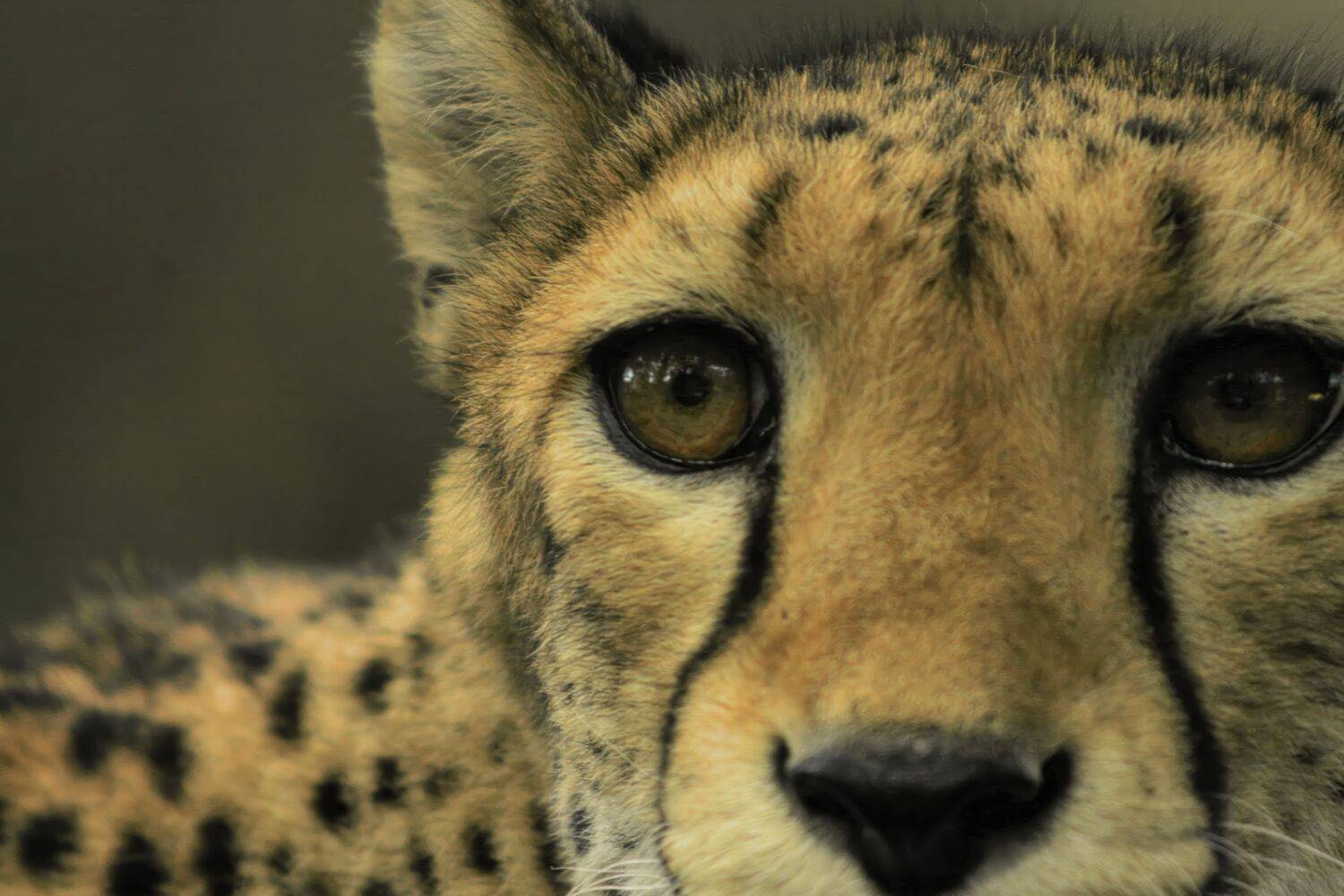 The Silent Gaze