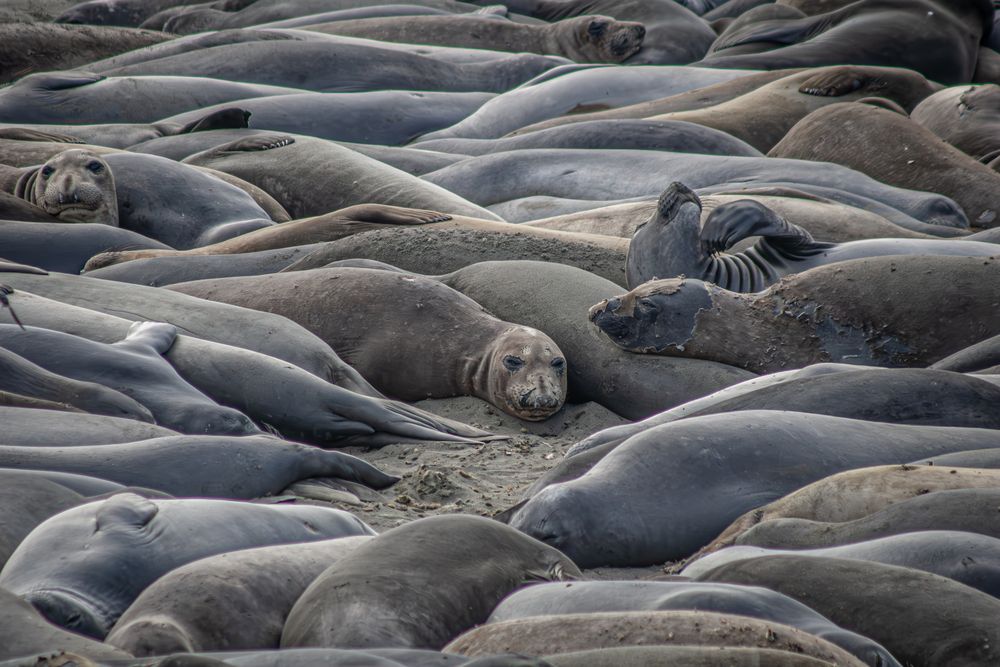 Sea of Silence