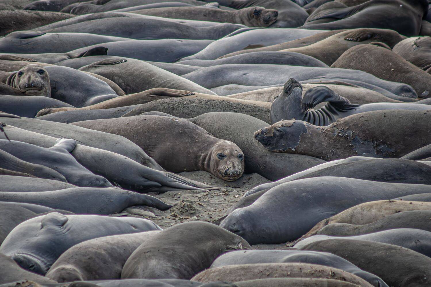 Sea of Silence
