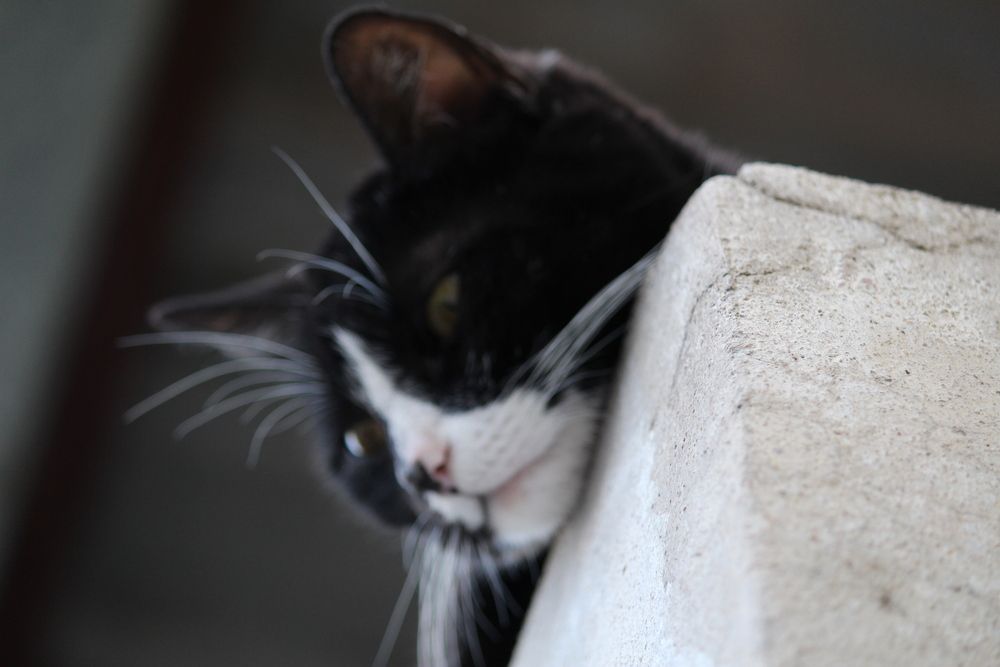 observando la vida