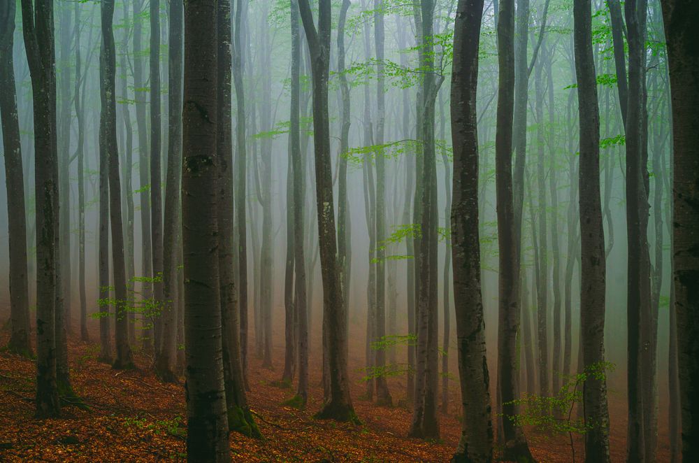 Photograph by Николов Андриян