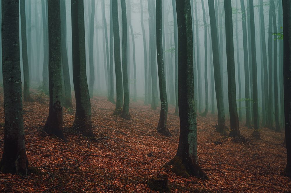 Photograph by Николов Андриян