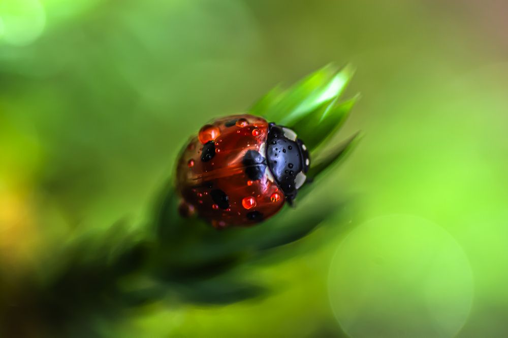 Photograph by Муза Латинская