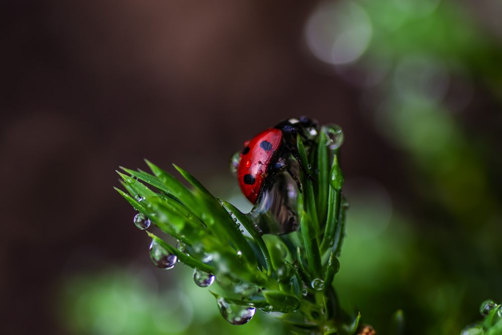 Photograph by Муза Латинская
