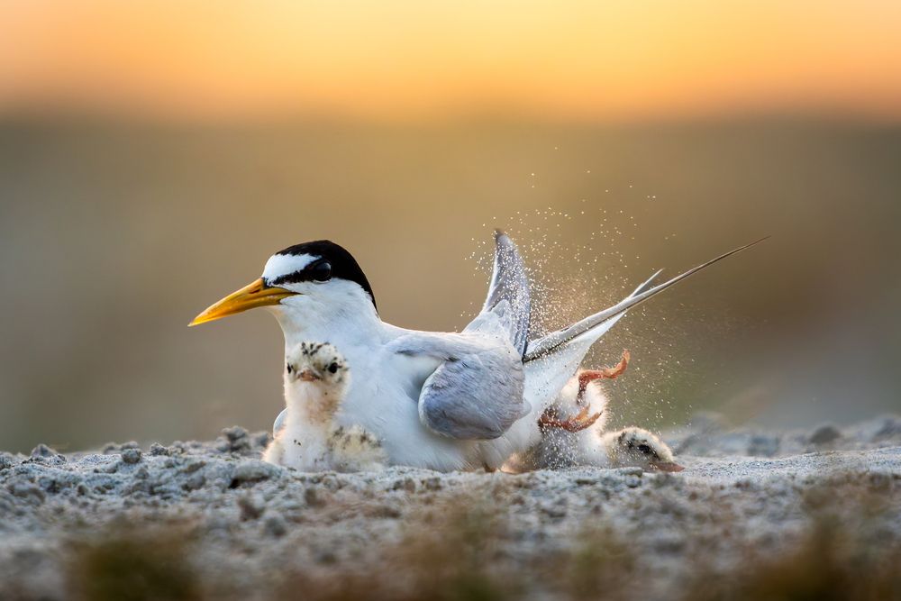Photograph by Asfak Hossain Sweet
