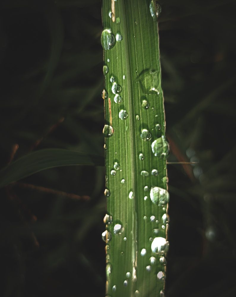 Photo #13584294