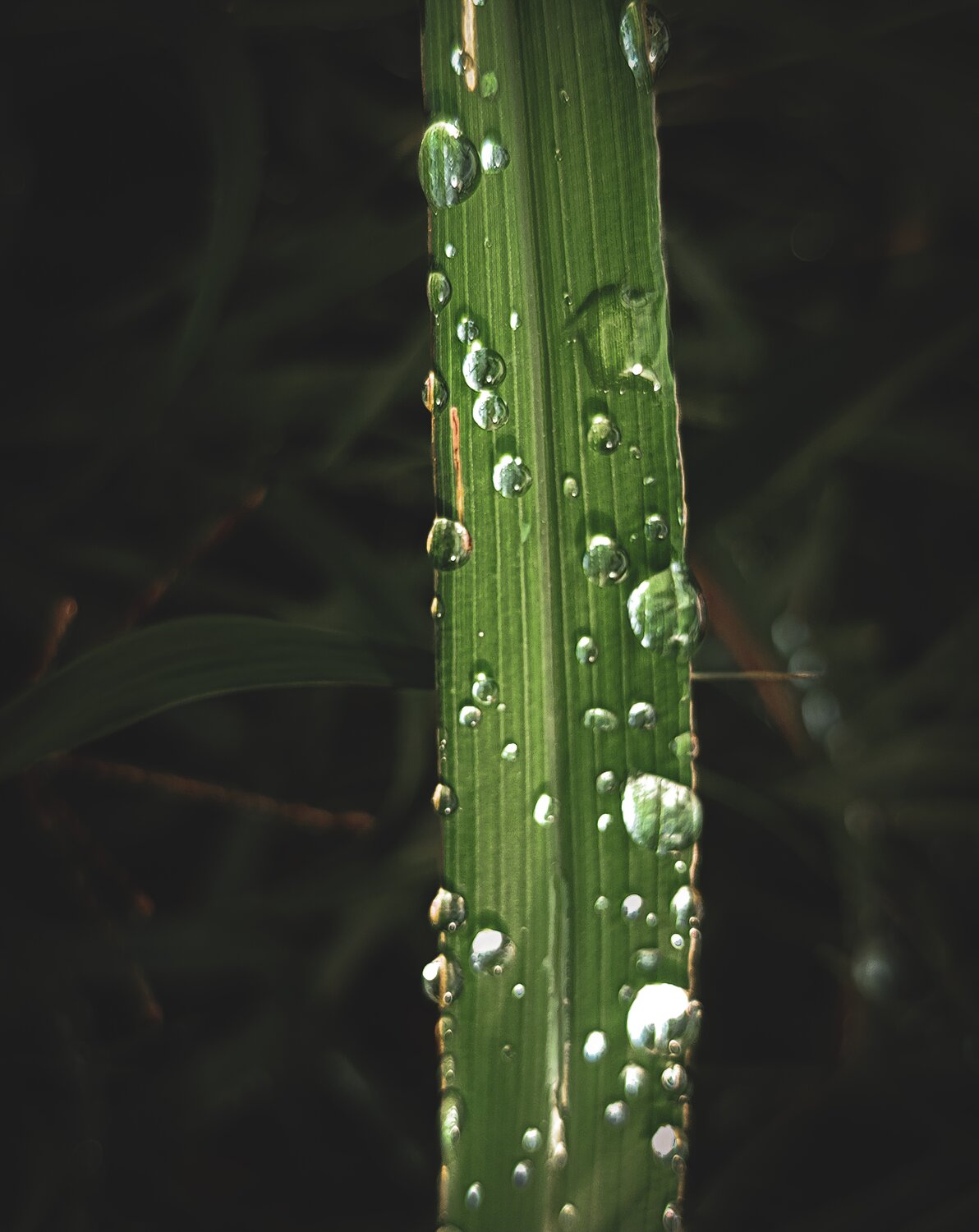 Photo #13584294