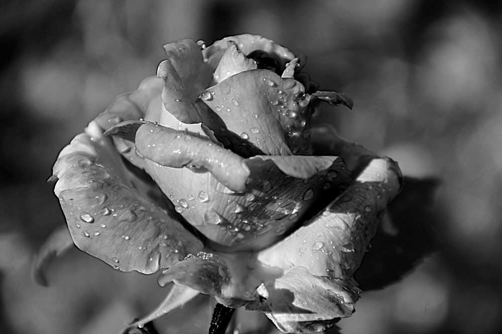Photograph by Елена Хализова