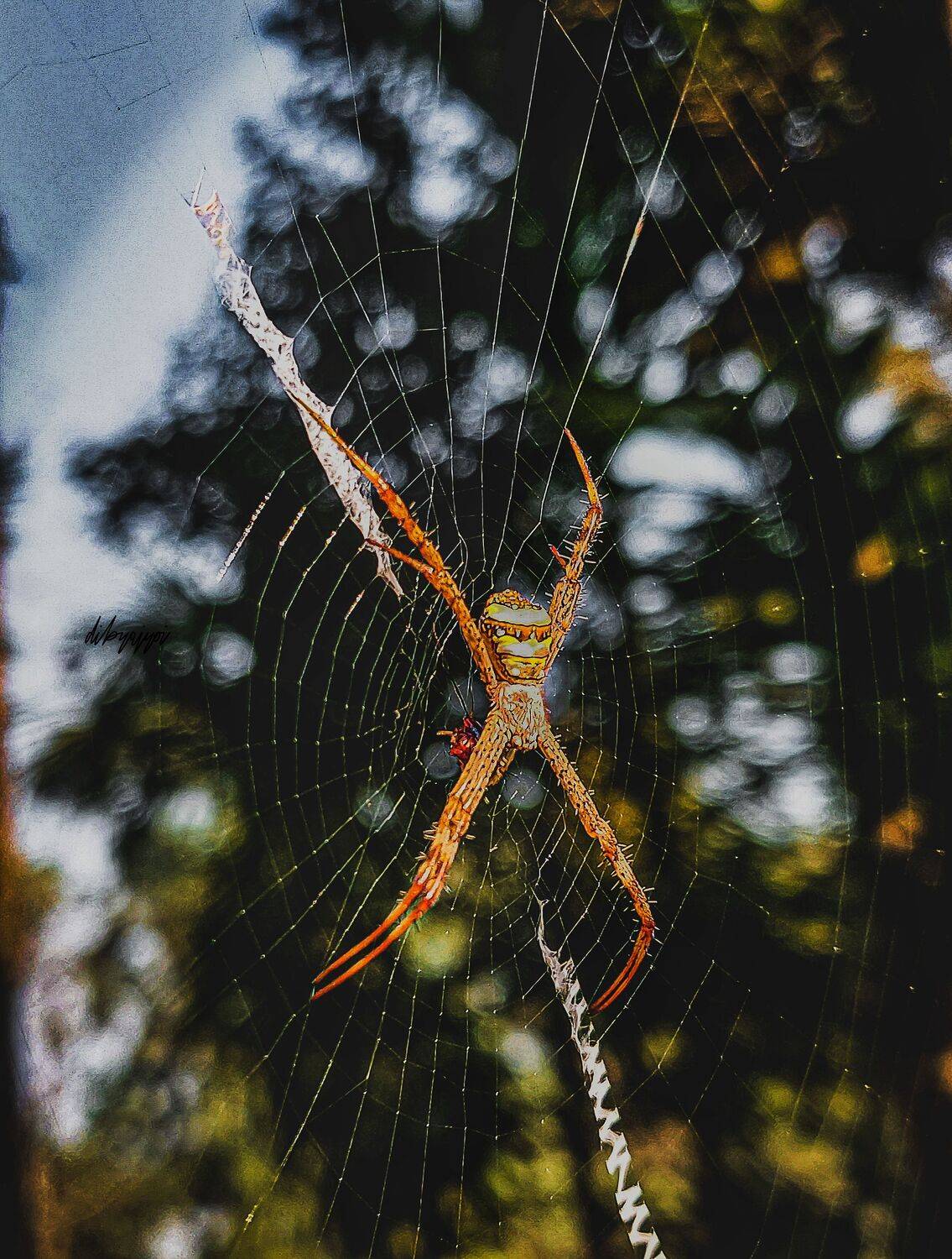 The Spider