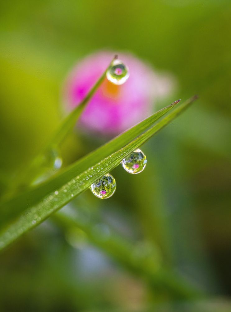 Liquid Mirrors