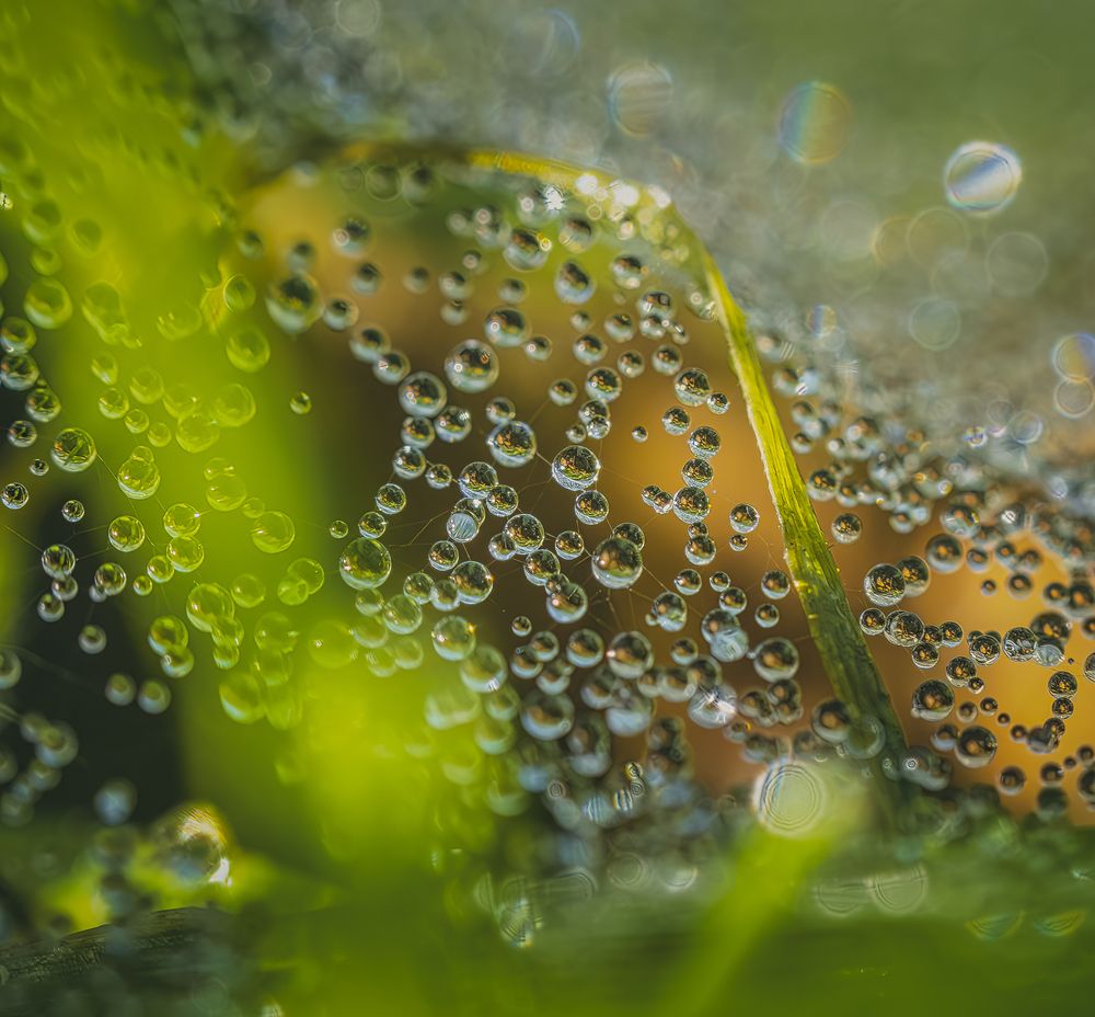 Threads of Morning