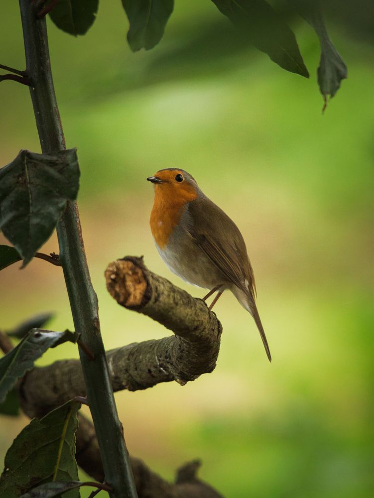 Guardian of the Green Silence