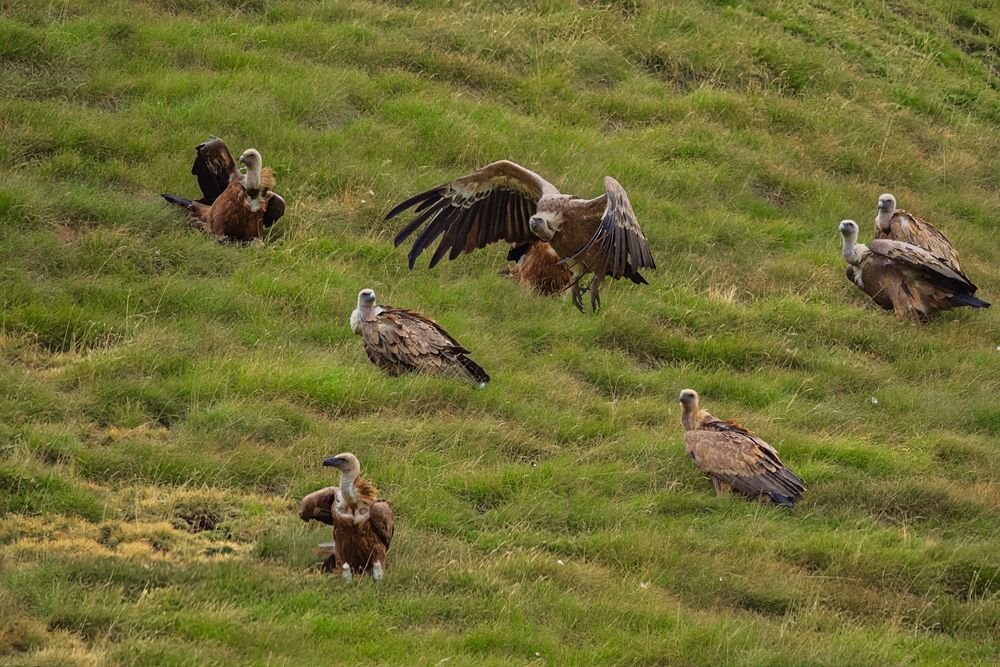 Guardians of the Hills