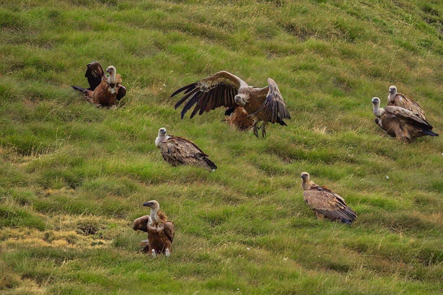 Guardians of the Hills