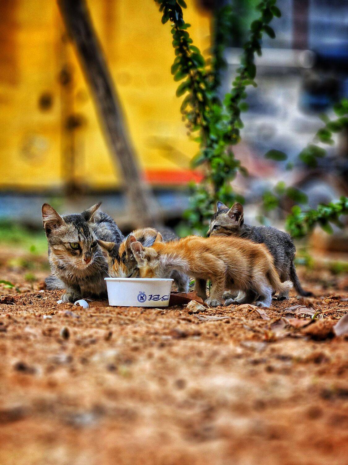 Cats feeding