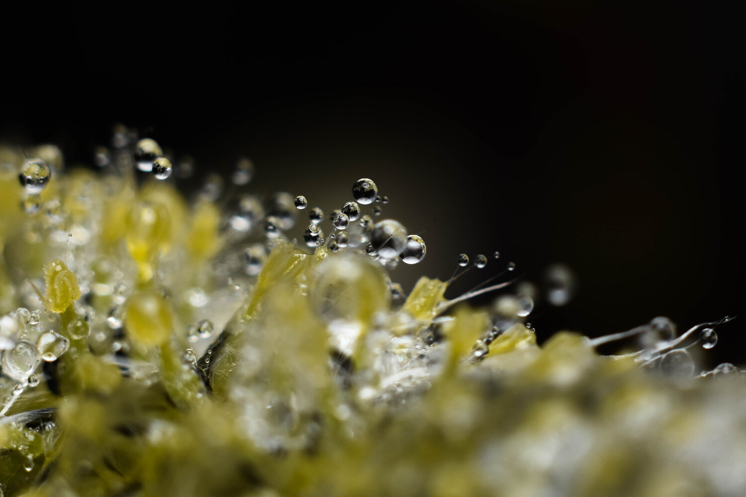 Photo #13586939