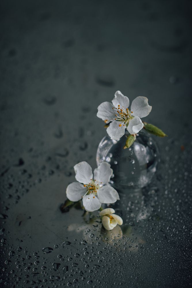 Photograph by Anna Shchurok